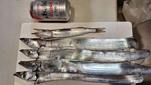 タチウオの釣果