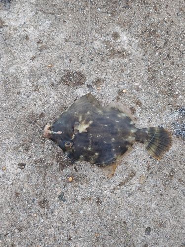 カワハギの釣果