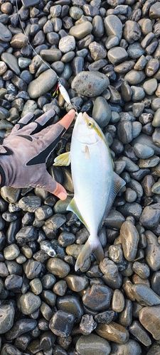 ショゴの釣果