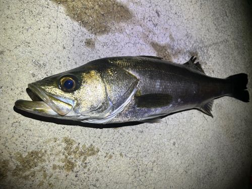 フッコ（マルスズキ）の釣果