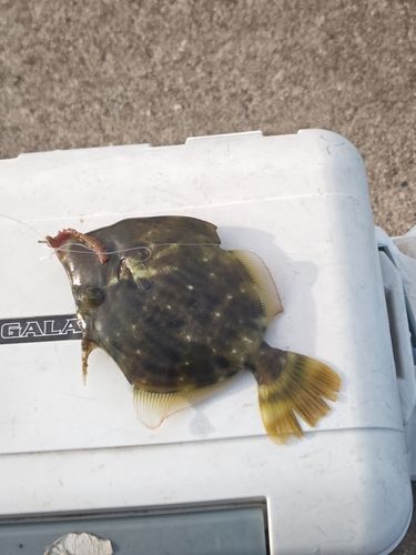 カワハギの釣果