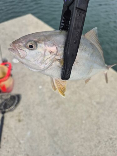 ショゴの釣果