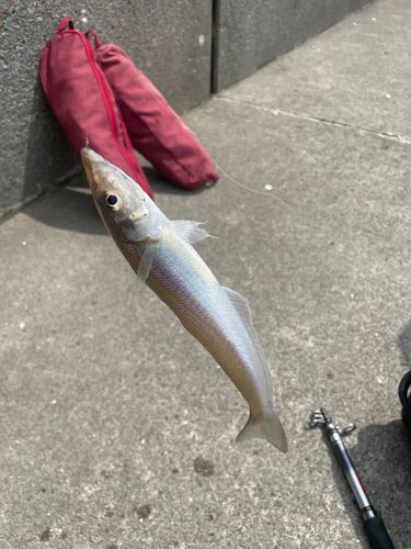 キスの釣果