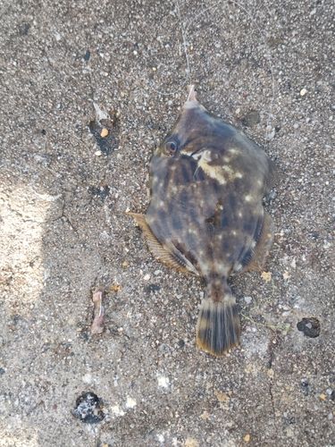 カワハギの釣果