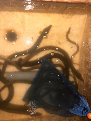 ウナギの釣果