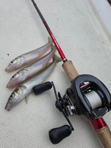 シロギスの釣果