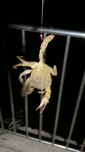 タイワンガザミの釣果