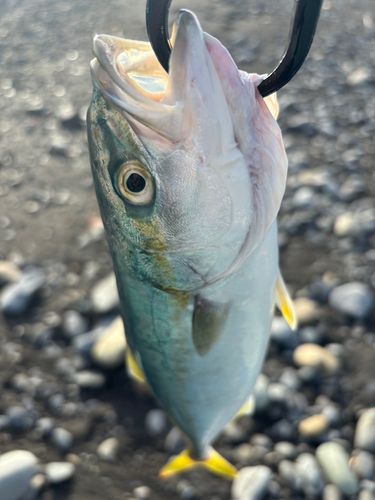 ワカシの釣果