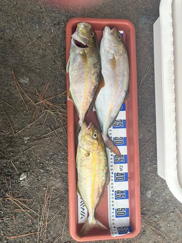 ショゴの釣果