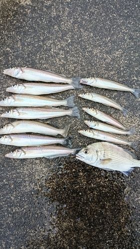 シロギスの釣果