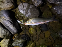 ウグイの釣果