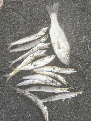 セイゴ（ヒラスズキ）の釣果
