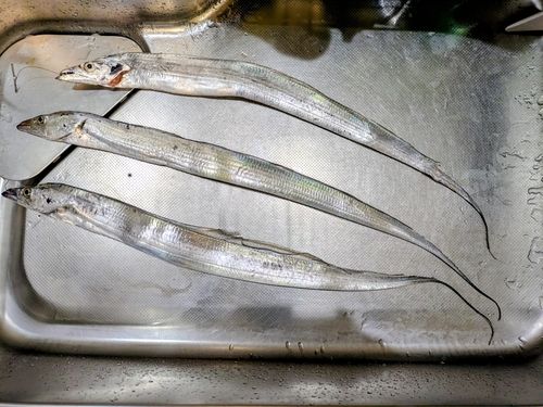 タチウオの釣果
