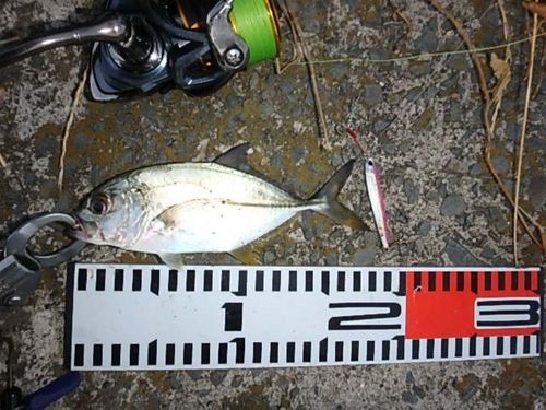 ギンガメアジの釣果