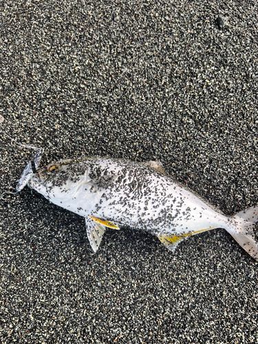 ショゴの釣果