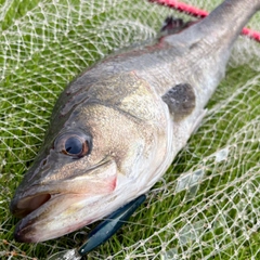 フッコ（マルスズキ）の釣果