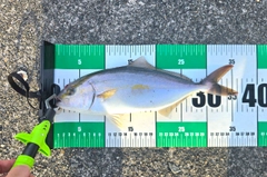 ショゴの釣果
