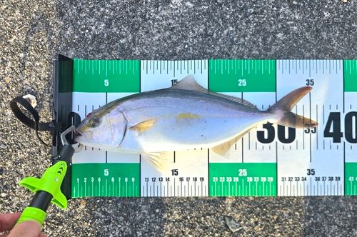 ショゴの釣果