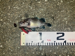 マゾイの釣果