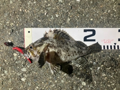 ムラソイの釣果