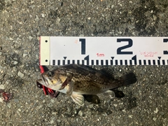 クロソイの釣果