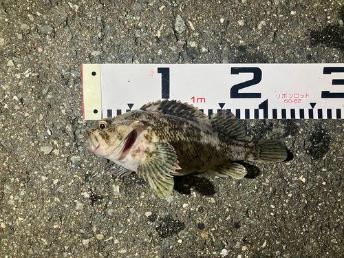 ムラソイの釣果