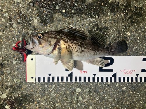クロソイの釣果