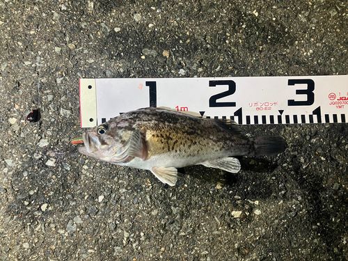 クロソイの釣果