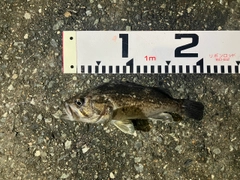 クロソイの釣果