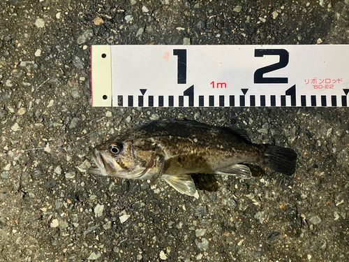 クロソイの釣果