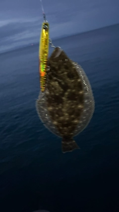 ヒラメの釣果