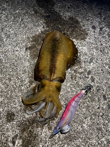 アオリイカの釣果