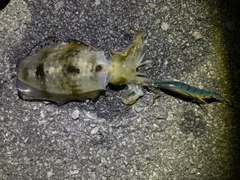 アオリイカの釣果