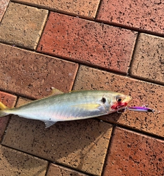 マルアジの釣果