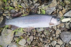 ニジマスの釣果