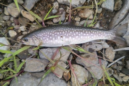 アメマスの釣果