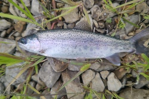 ニジマスの釣果