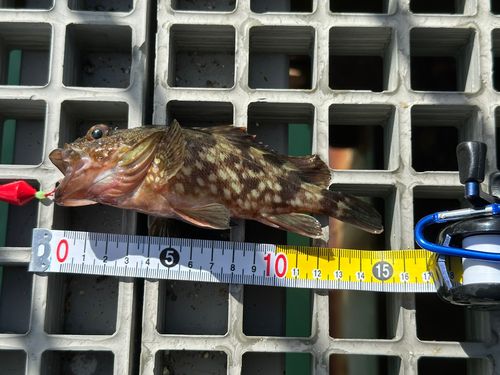 カサゴの釣果