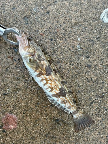 アイナメの釣果