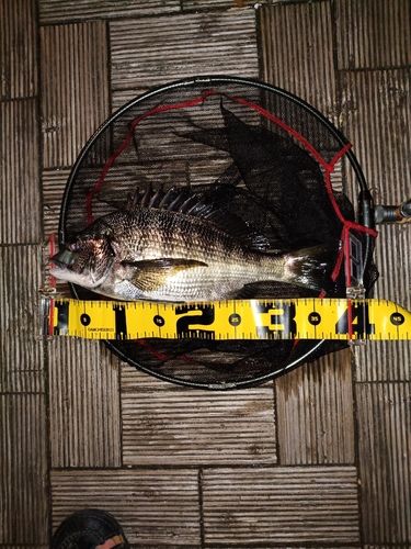 クロダイの釣果