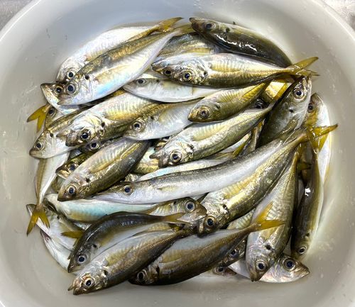 アジの釣果