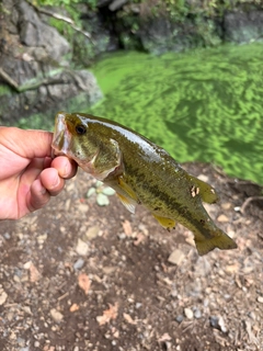 ラージマウスバスの釣果