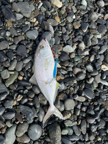 ショゴの釣果