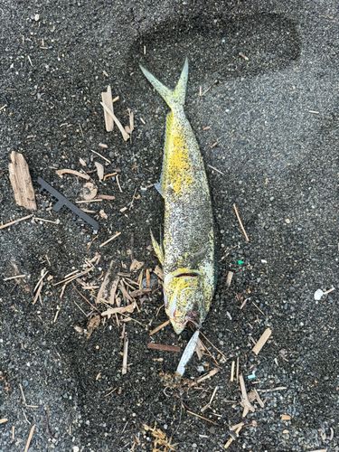 シイラの釣果