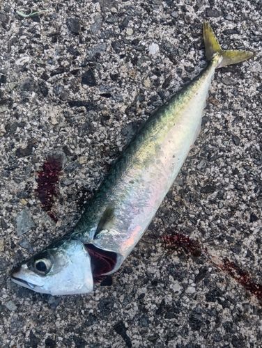 サバの釣果