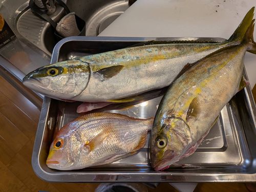 ヒラマサの釣果