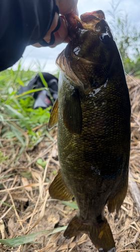 スモールマウスバスの釣果