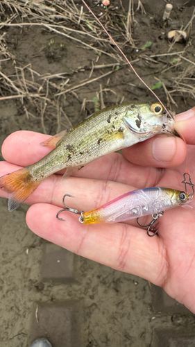 ブラックバスの釣果