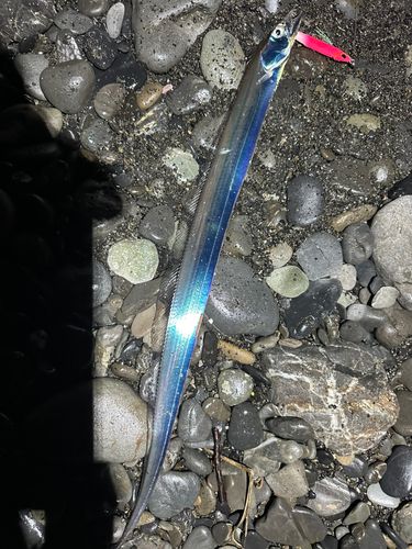 タチウオの釣果