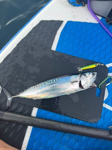 カツオの釣果